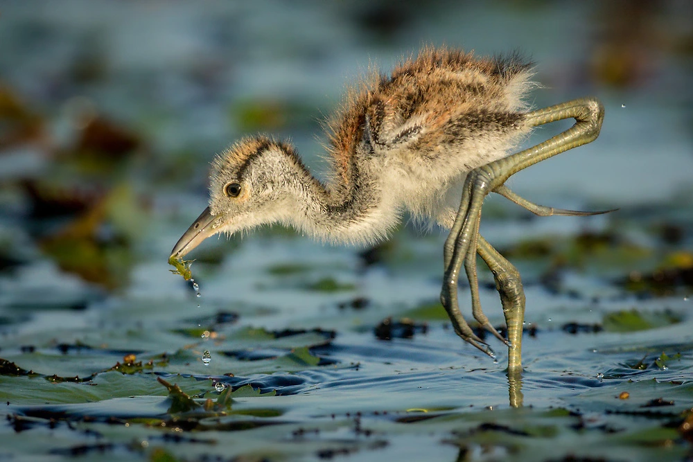 African Jacana: The Lily Trotter of East African Wetlands