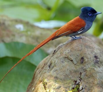 The Perfect 3 Day Uganda Itinerary for Birders