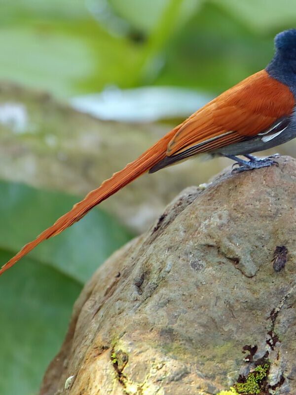 The Perfect 3 Day Uganda Itinerary for Birders