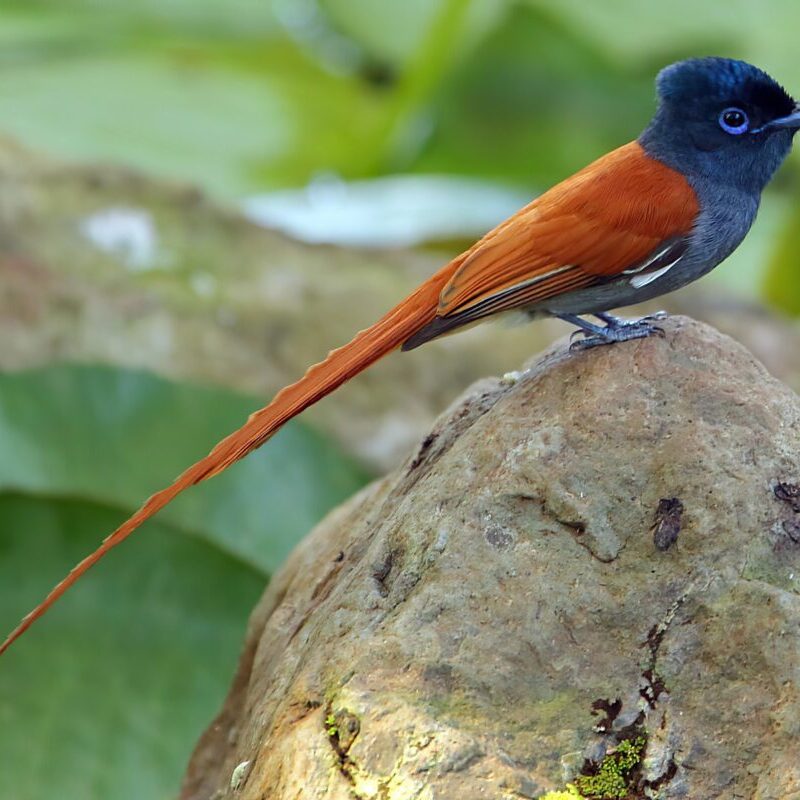 African-paradise-bird The Perfect 3-Day Uganda Itinerary for Birders
