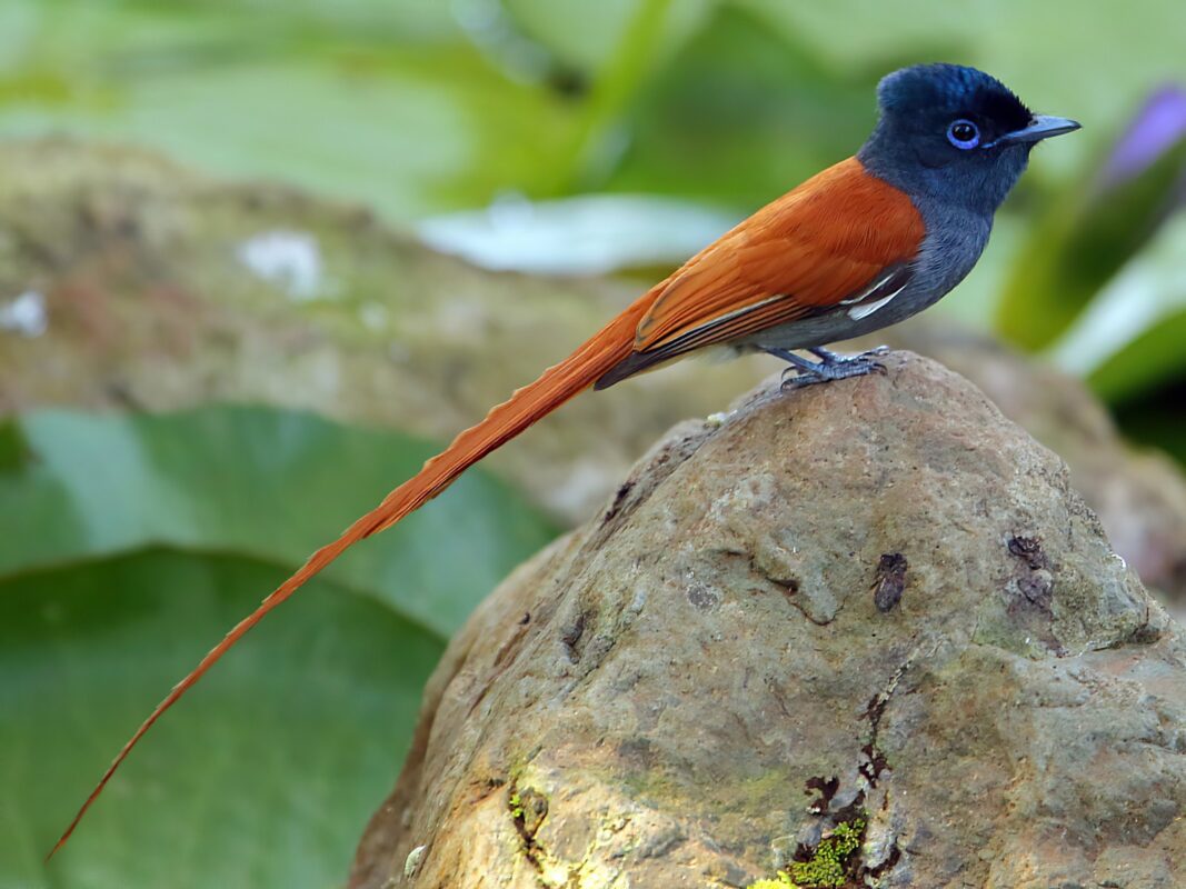 The Perfect 3 Day Uganda Itinerary for Birders