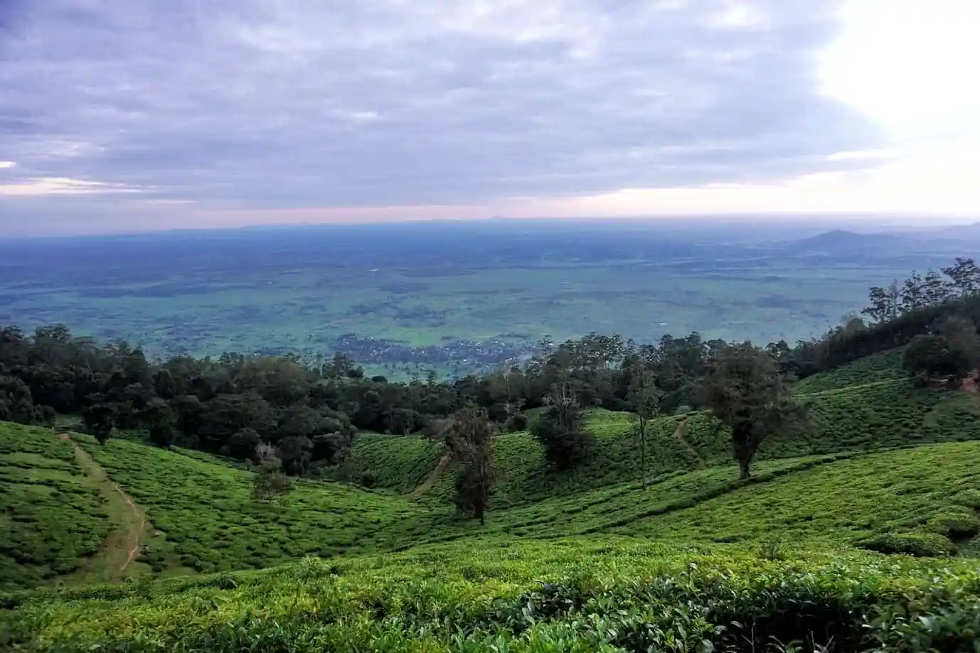 Birding Amani Nature Reserve among lush forests of Tanzania’s scenic Usambara Mountains.