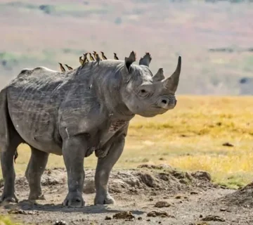 Anti Poaching Efforts and Their Role in Bird Conservation