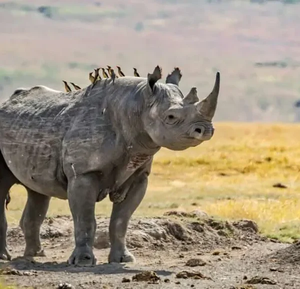 Anti Poaching Efforts and Their Role in Bird Conservation