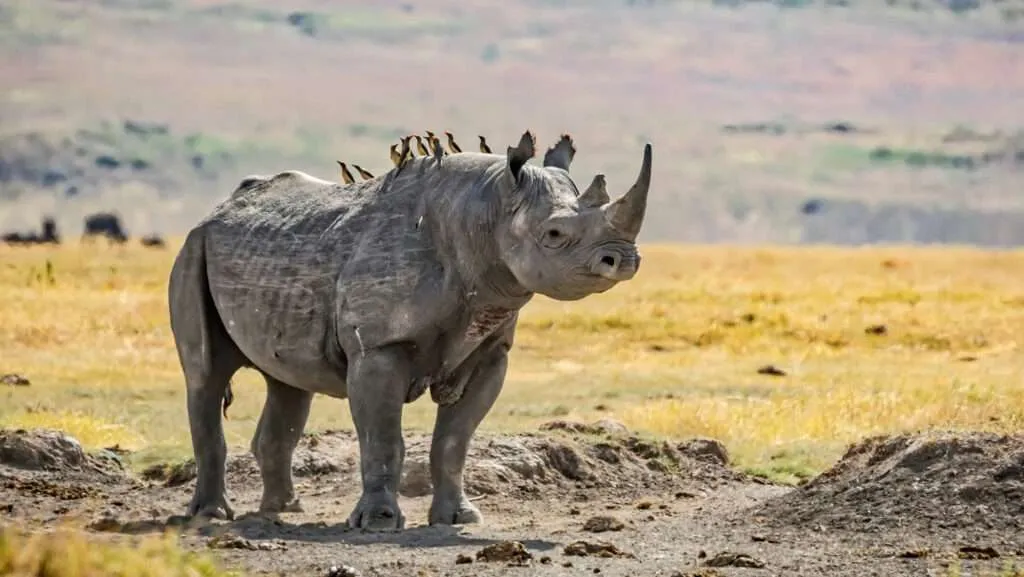 Anti Poaching Efforts and Their Role in Bird Conservation