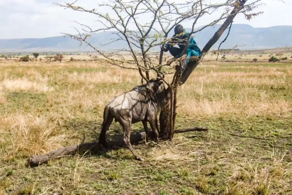 Rangers protecting African wetlands and birds from illegal hunting and trapping activities.