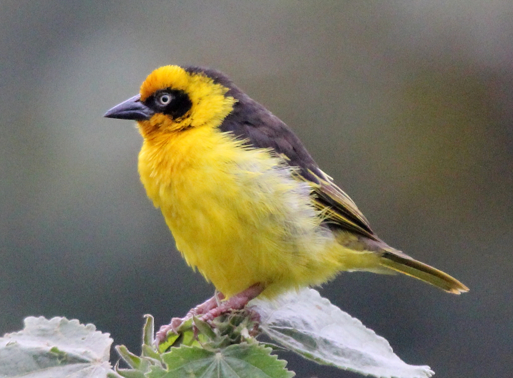 Birdwatching Mount Kenya's bamboo forest and high-altitude moorland with scenic mountain views.