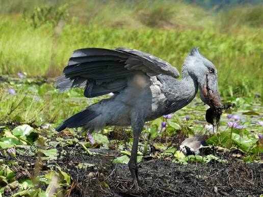 Behind the Shot: Capturing the Elusive Shoebill