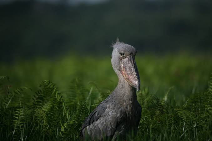 Behind the Shot: Capturing the Elusive Shoebill in Uganda’s Wetland Habitat