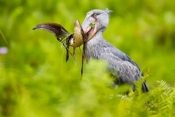 Birding apps and field guides helping identify East African birds during safari adventures