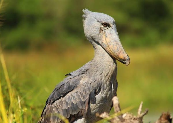 Best Time for Birding Safaris in Uganda 600x429