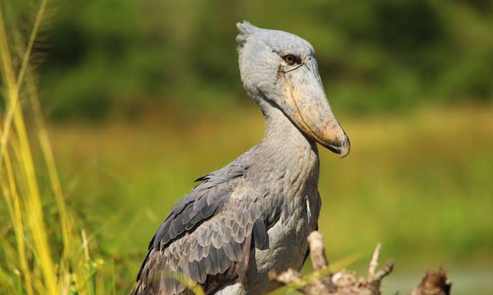Best Time for Birding Safaris in Uganda