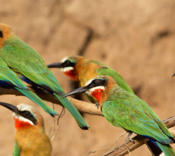 Arusha National Park: A Day Trip Birding Gem