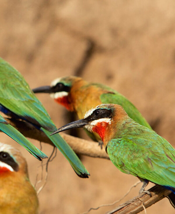 Arusha National Park: A Day Trip Birding Gem