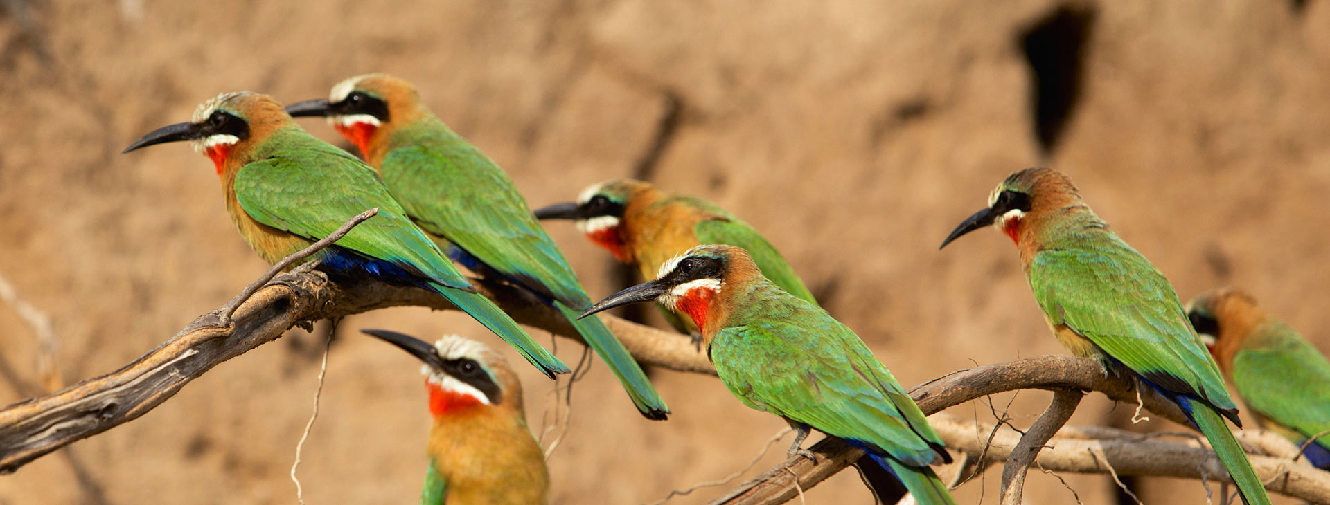 Arusha National Park: A Day Trip Birding Gem