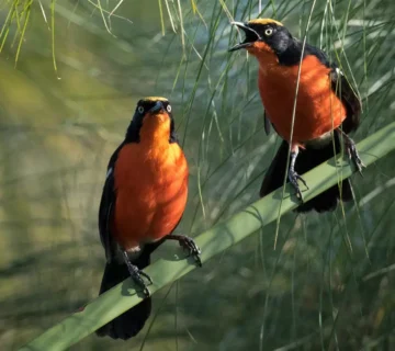 Lake Kivu Birding: A Relaxed Introduction to Rwanda's Birds