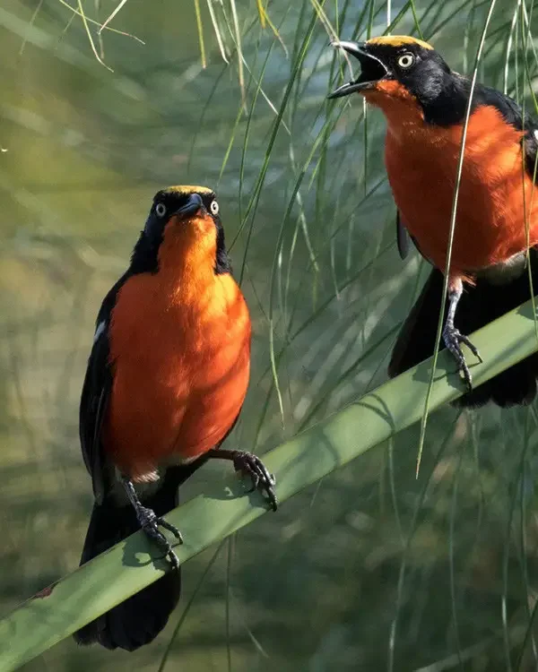 Lake Kivu Birding: A Relaxed Introduction to Rwanda's Birds