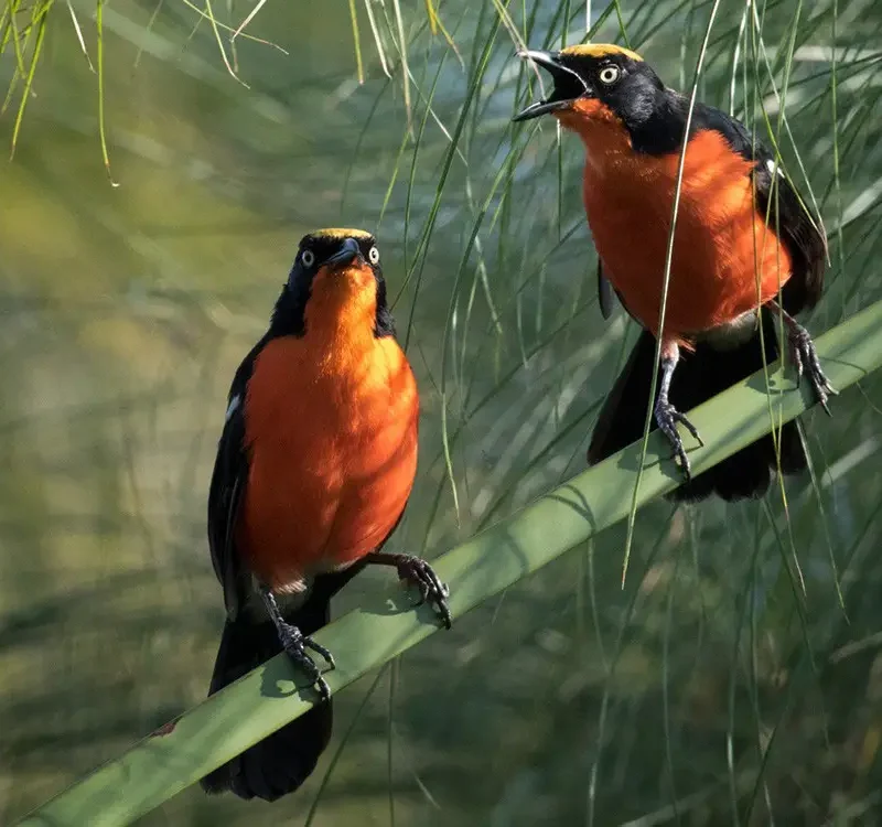 Lake Kivu Birding: A Relaxed Introduction to Rwanda's Birds