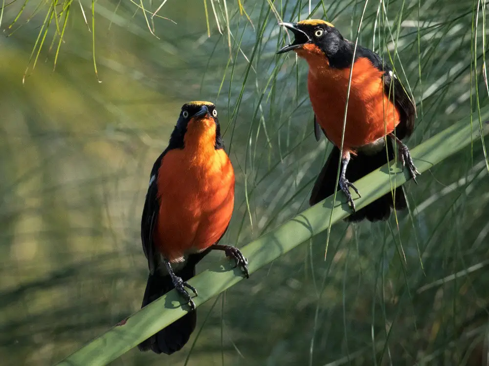 Lake Kivu Birding: A Relaxed Introduction to Rwanda's Birds