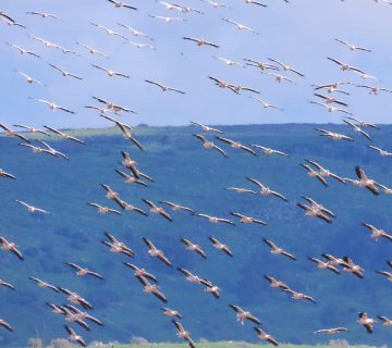 Birding During the Great Migration
