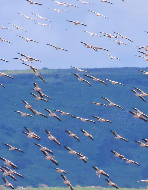 Birding During the Great Migration