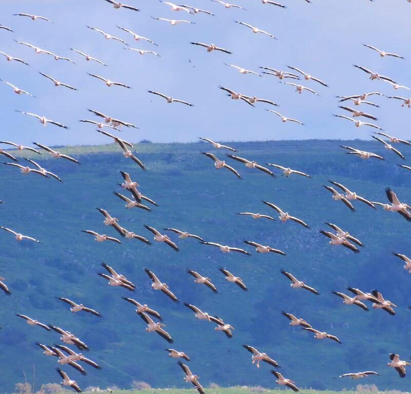 Birding During the Great Migration