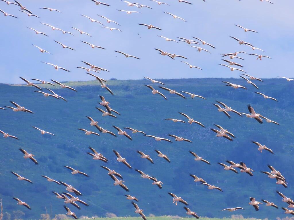 Birding During the Great Migration