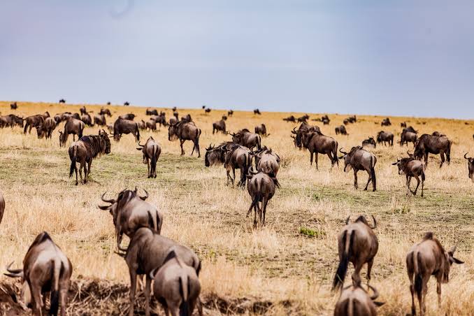 Birding During the Great Migration across East Africa with wildebeest, raptors, and colorful savanna birds