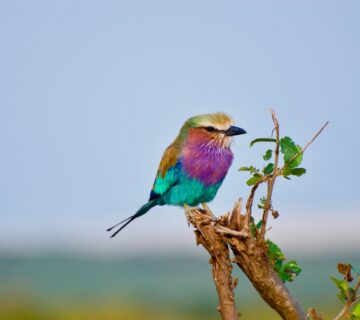 Three Days in Rwanda: A Birders' Sample Itinerary