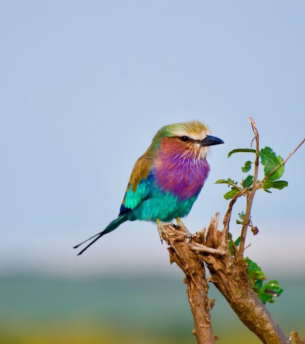 Three Days in Rwanda: A Birders' Sample Itinerary