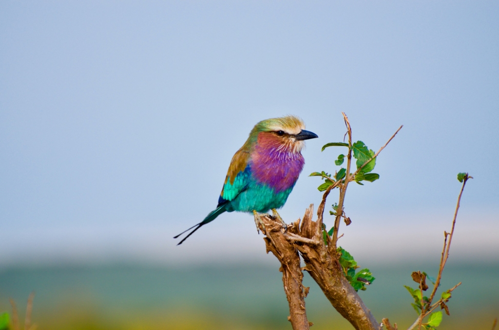 Three Days in Rwanda: A Birders' Sample Itinerary
