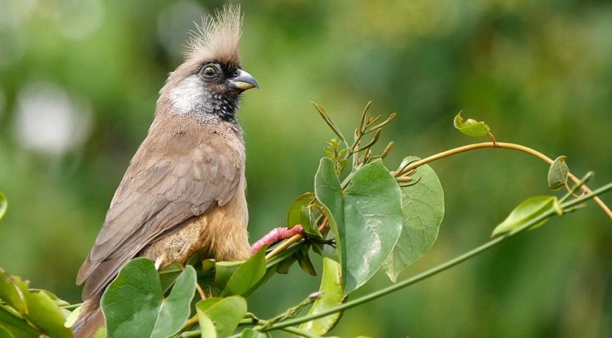 Mgahinga mountain forest with colorful high-altitude birds among lush bamboo vegetation.