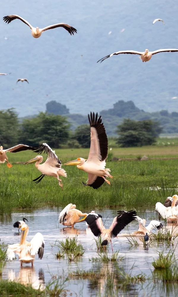 Birding as a Tool for Sustainable Development in Rural Africa