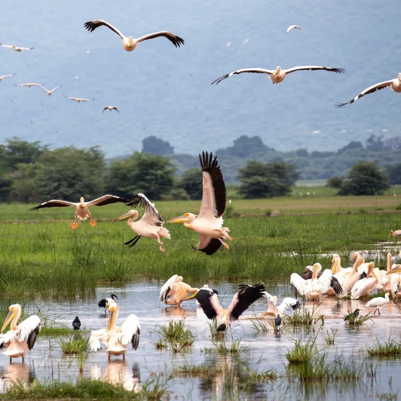 Birding as a Tool for Sustainable Development in Rural Africa