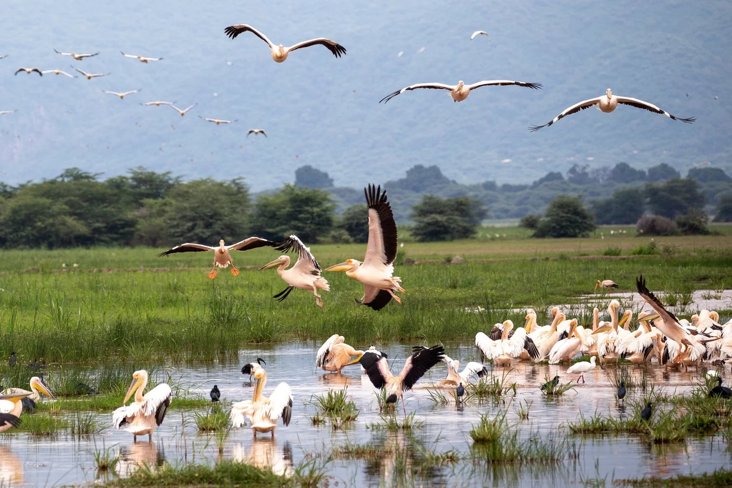 Birding as a Tool for Sustainable Development in Rural Africa