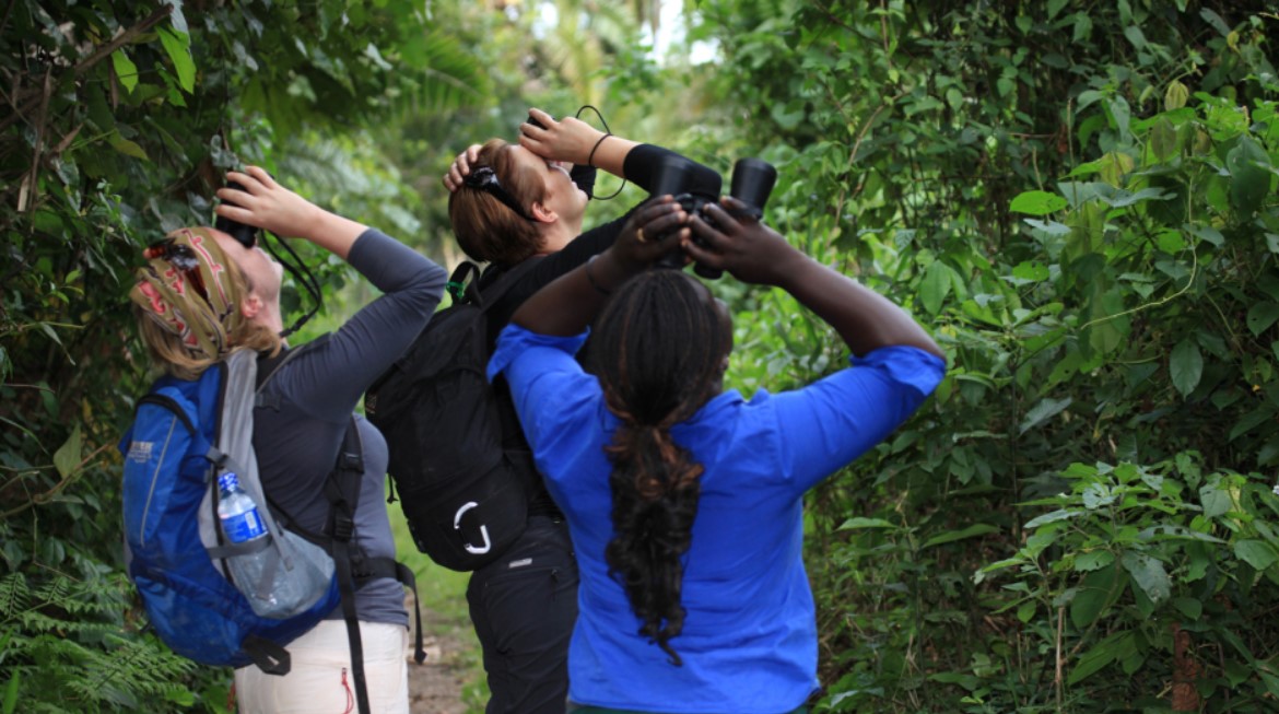Colorful forest birds along lush East African birding trails through diverse woodland habitats