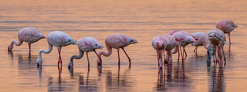 Amboseli National Park with Kilimanjaro, elephants, wetlands, and diverse birdlife in Kenya.