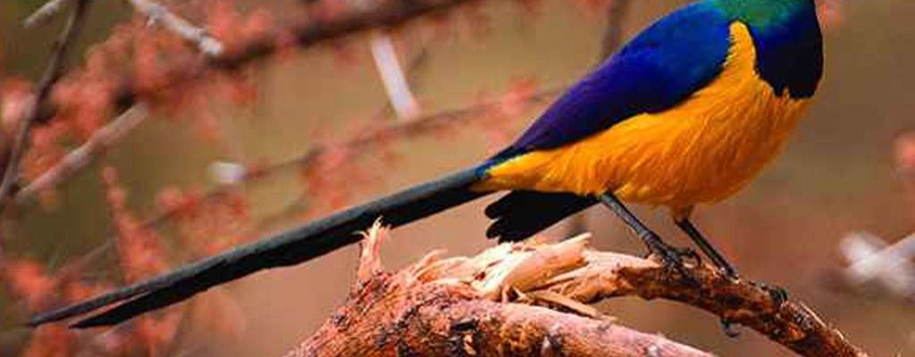 Birds-in-Kigali Kigali birds perched among lush green trees in Rwanda's vibrant capital city