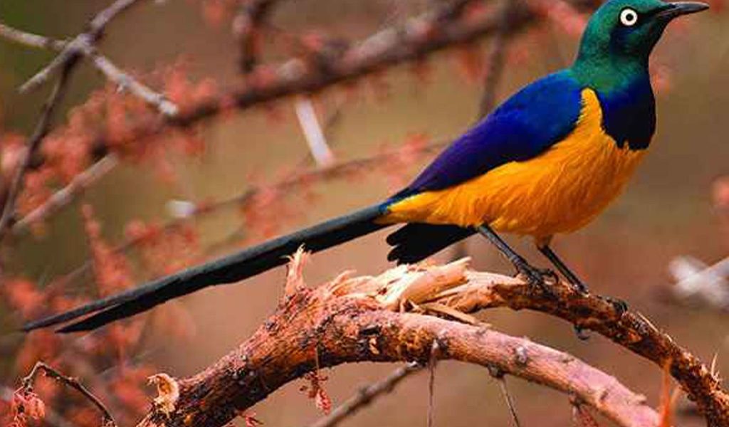 Birds-in-Kigali Kigali birds perched among lush green trees in Rwanda's vibrant capital city