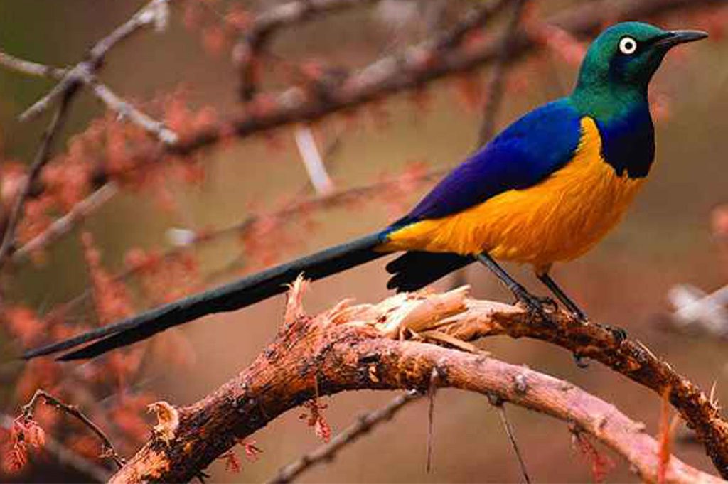 Kigali birds perched among lush green trees in Rwanda's vibrant capital city