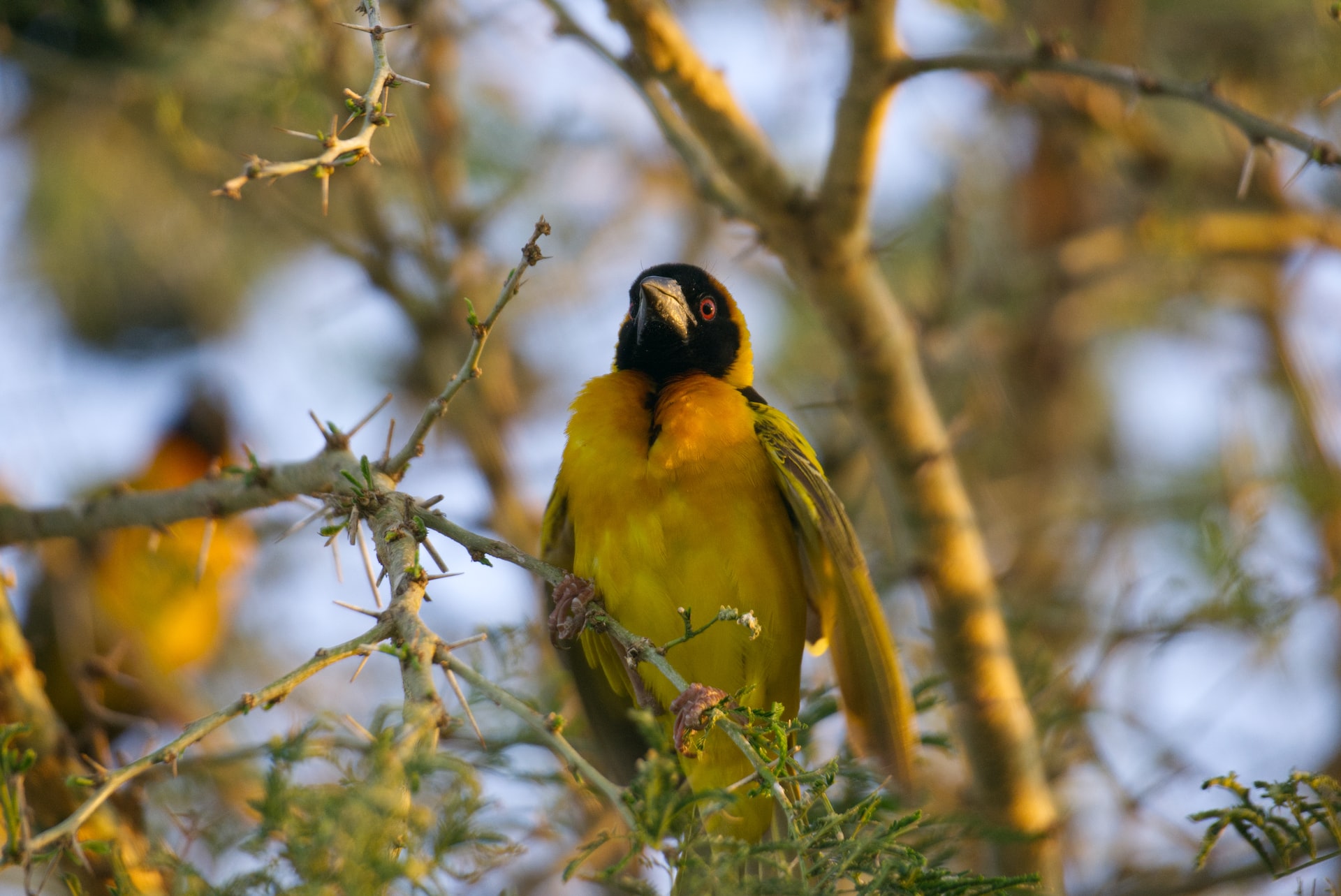 Kibale Forest birds perched among lush trees in Uganda’s tropical rainforest.