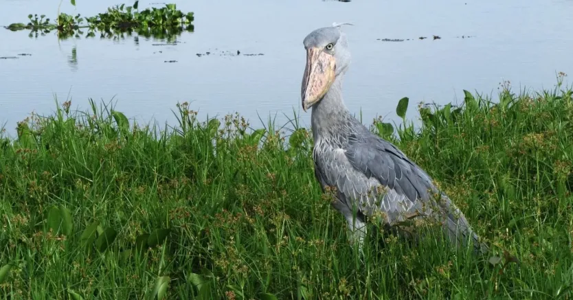 Shoebill standing gracefully among Uganda's papyrus wetlands during a peaceful sunrise birdwatching excursion.