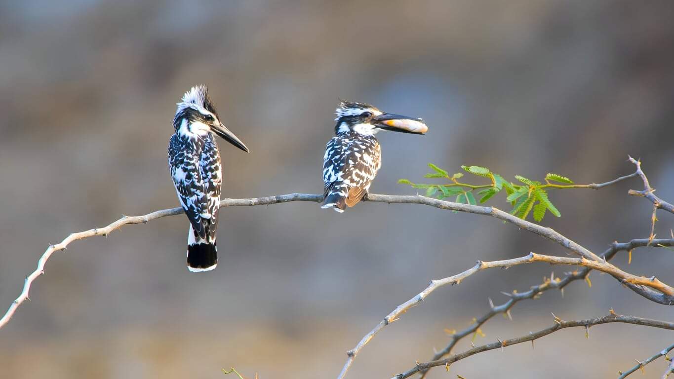 Birding journey through Uganda, Rwanda, Kenya, and Tanzania across diverse habitats together.