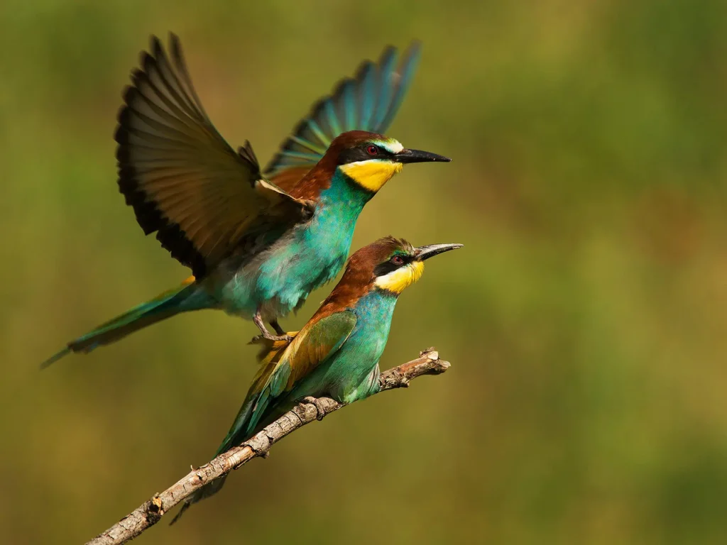 Colorful birds displaying courtship behavior during East Africa's peak breeding season months.