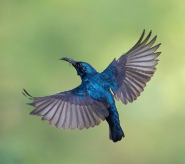 Breeding Season Birding Best Months for Displays and Courtship 360x320
