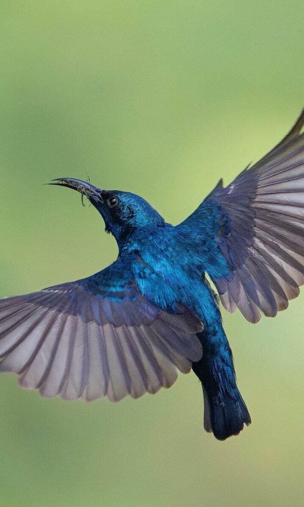 Breeding Season Birding Best Months for Displays and Courtship 600x1000