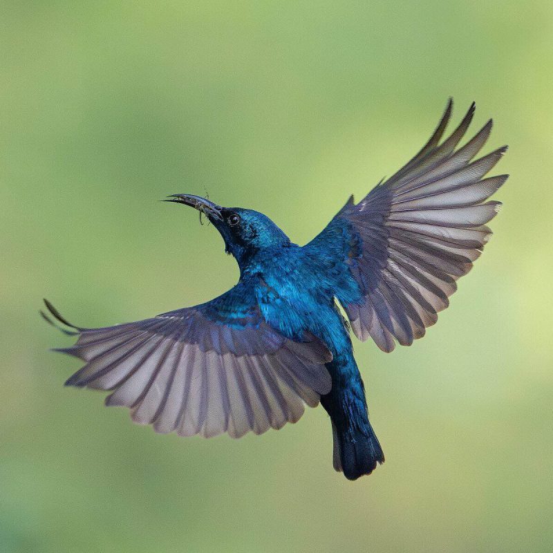 Breeding Season Birding Best Months for Displays and Courtship