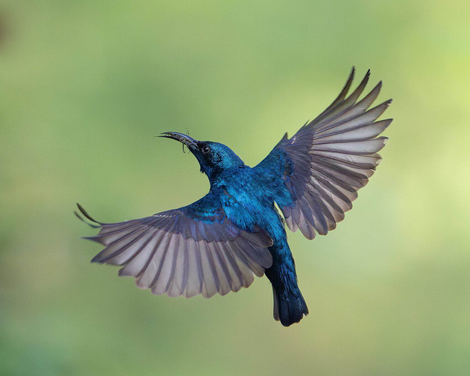 Breeding Season Birding Best Months for Displays and Courtship