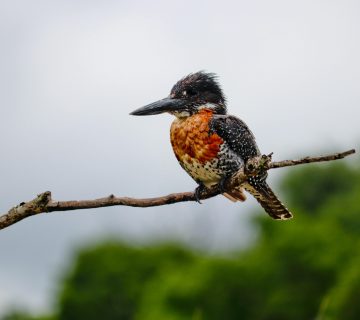 Budget Birding Itinerary: Uganda in 6 Days