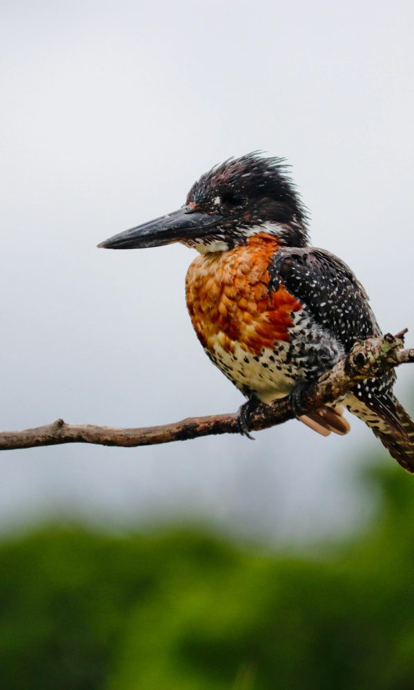 Budget Birding Itinerary: Uganda in 6 Days